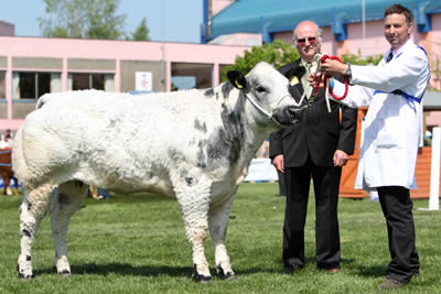 Andrew Craig, Coleraine owned the Supreme Champion British Blue at the Balmoral Show. Also included is Con Williamson, Glenavy, Judge of the event.